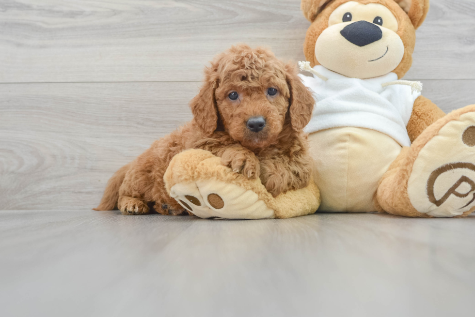 Best Mini Goldendoodle Baby