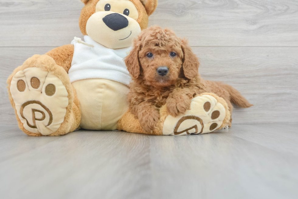 Playful Golden Retriever Poodle Mix Puppy