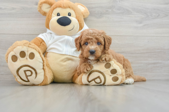 Smart Mini Goldendoodle Poodle Mix Pup