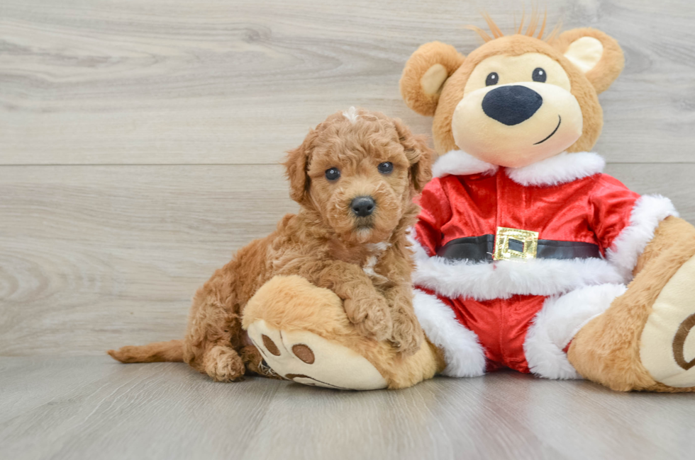 6 week old Mini Goldendoodle Puppy For Sale - Premier Pups