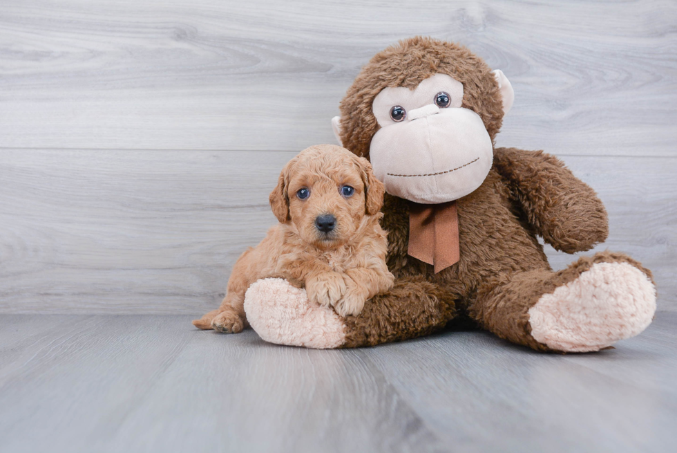 Best Mini Goldendoodle Baby