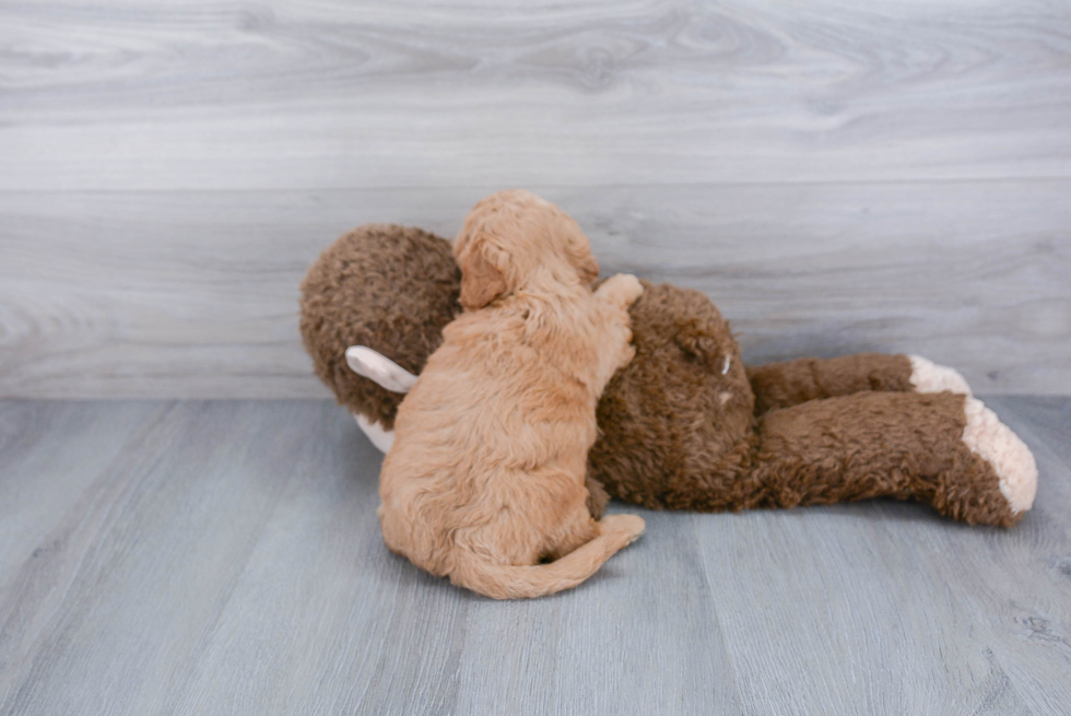 Energetic Golden Retriever Poodle Mix Puppy