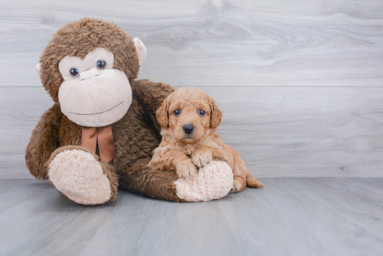 Sweet Mini Goldendoodle Baby