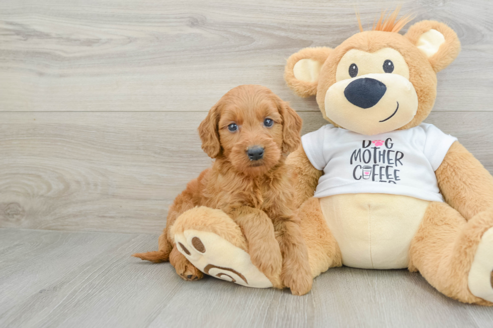 Mini Goldendoodle Puppy for Adoption