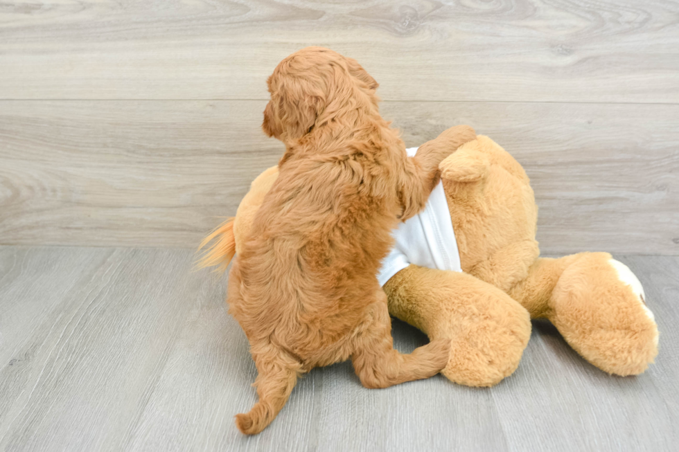 Mini Goldendoodle Pup Being Cute