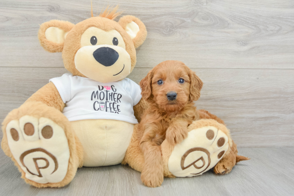 Energetic Golden Doodle Poodle Mix Puppy