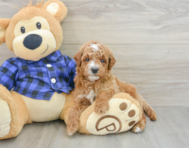 6 week old Mini Goldendoodle Puppy For Sale - Premier Pups
