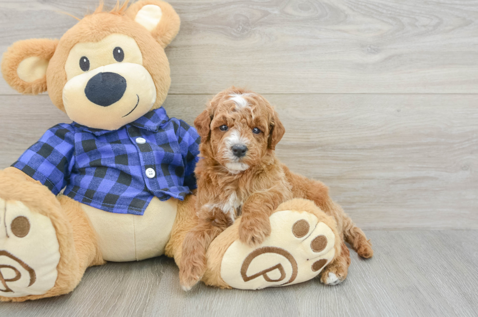 5 week old Mini Goldendoodle Puppy For Sale - Premier Pups