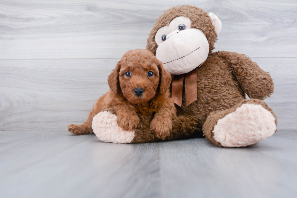 Happy Mini Goldendoodle Baby