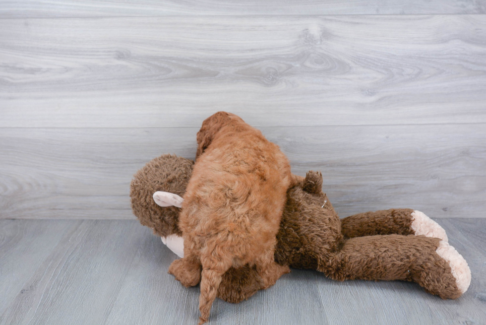 Mini Goldendoodle Pup Being Cute