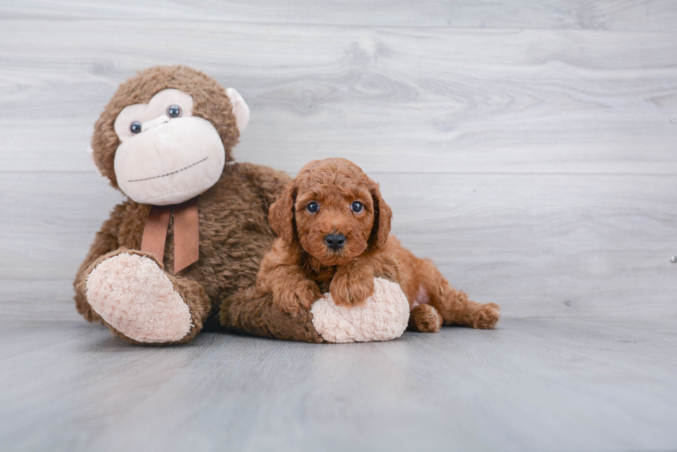 Mini Goldendoodle Pup Being Cute