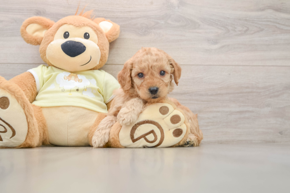 Sweet Mini Goldendoodle Baby
