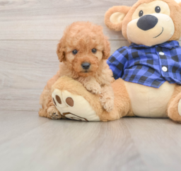7 week old Mini Goldendoodle Puppy For Sale - Premier Pups