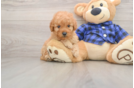 Adorable Golden Retriever Poodle Mix Poodle Mix Puppy