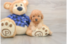 Sweet Mini Goldendoodle Baby