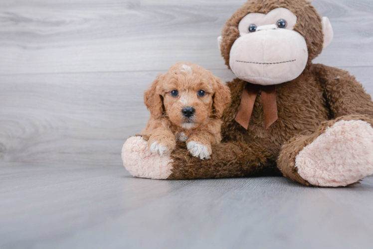 Funny Mini Goldendoodle Poodle Mix Pup