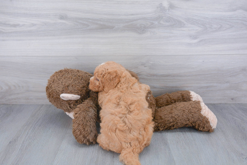 Cute Mini Goldendoodle Baby