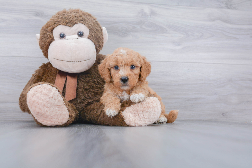 Best Mini Goldendoodle Baby