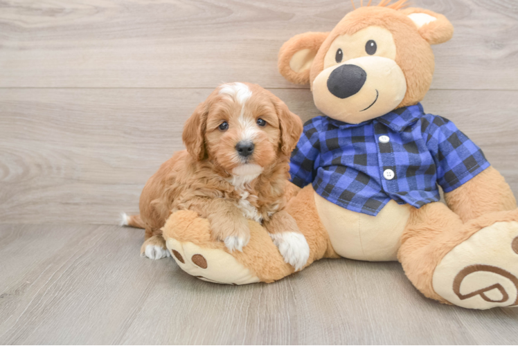 Best Mini Goldendoodle Baby