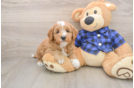 Best Mini Goldendoodle Baby
