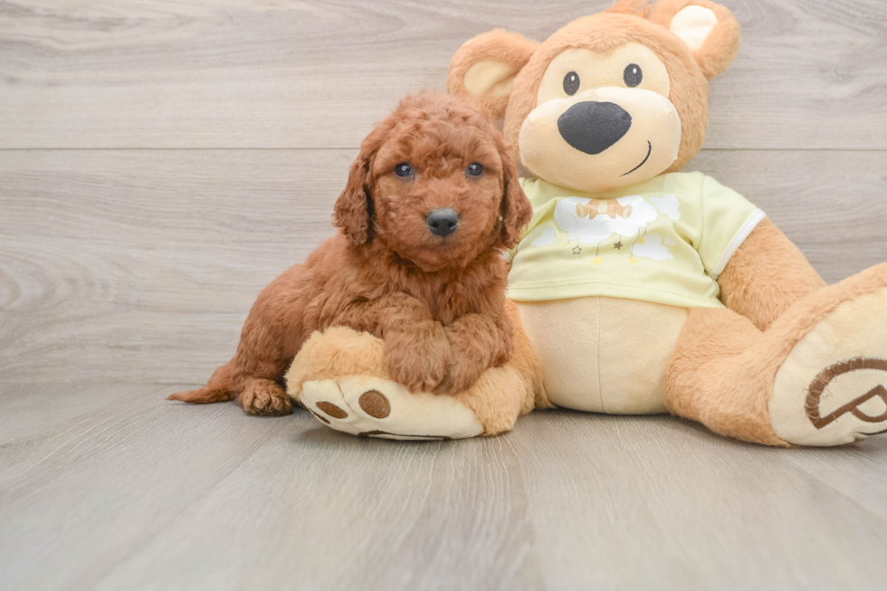 Mini Goldendoodle Pup Being Cute