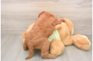 Smart Mini Goldendoodle Poodle Mix Pup