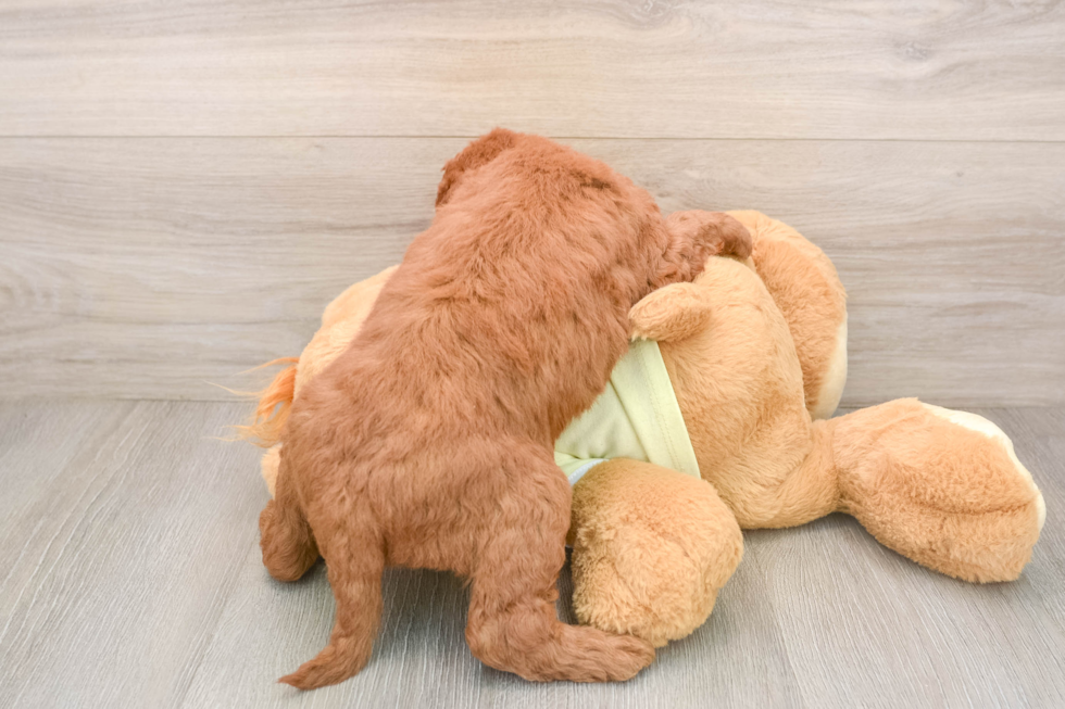 Smart Mini Goldendoodle Poodle Mix Pup