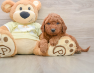 7 week old Mini Goldendoodle Puppy For Sale - Premier Pups
