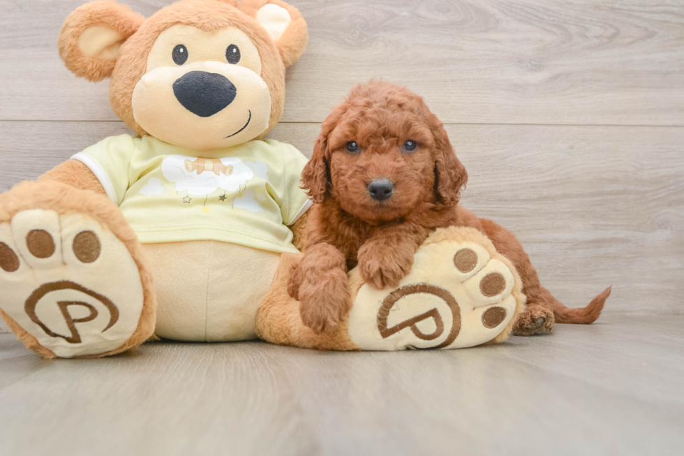 Funny Mini Goldendoodle Poodle Mix Pup