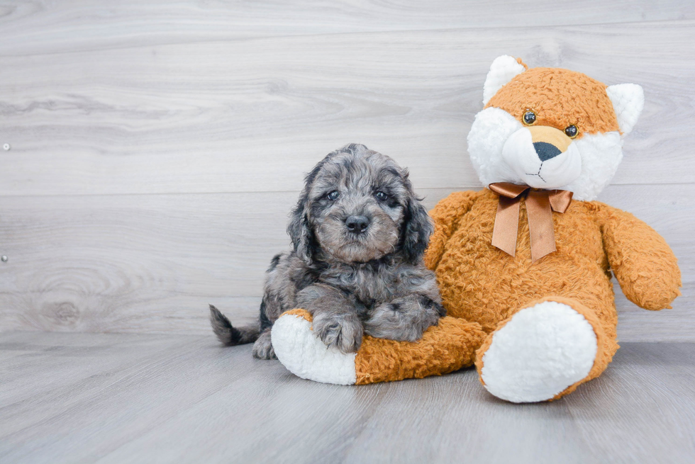 Energetic Golden Retriever Poodle Mix Puppy