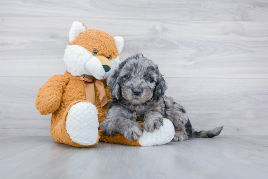 Mini Goldendoodle Puppy for Adoption