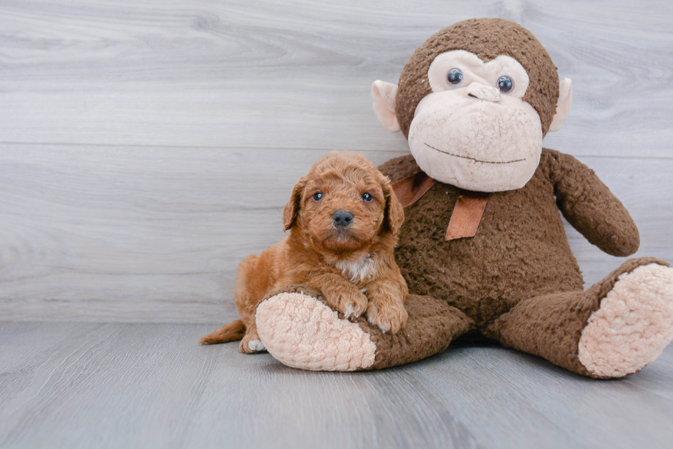 Funny Mini Goldendoodle Poodle Mix Pup