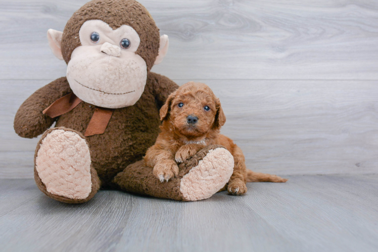 Mini Goldendoodle Puppy for Adoption