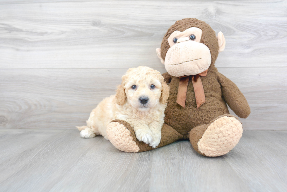 Petite Mini Goldendoodle Poodle Mix Pup