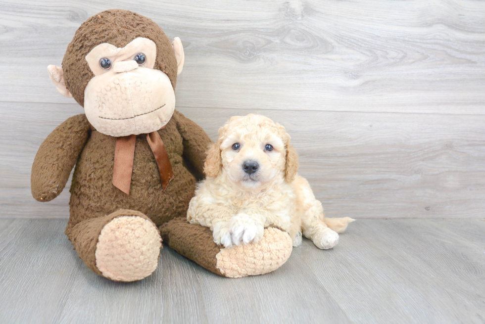 Best Mini Goldendoodle Baby