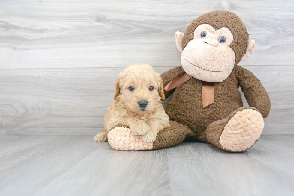 Adorable Golden Retriever Poodle Mix Puppy