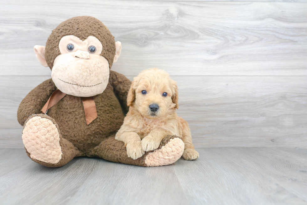 Smart Mini Goldendoodle Poodle Mix Pup