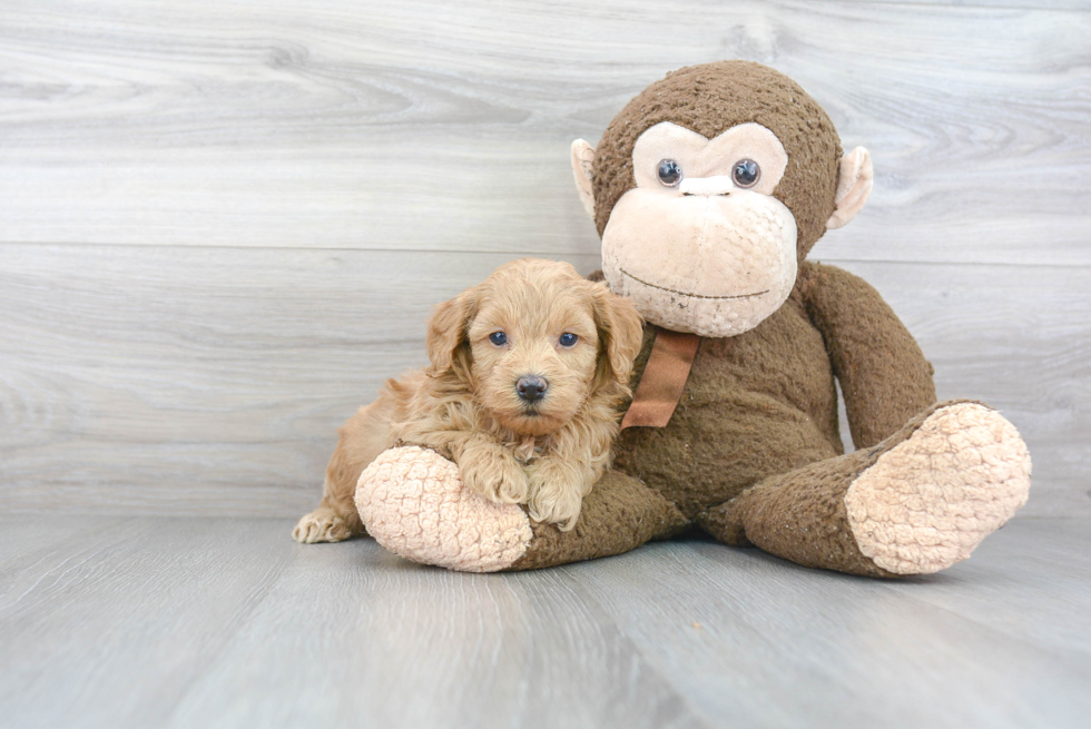 Mini Goldendoodle Puppy for Adoption