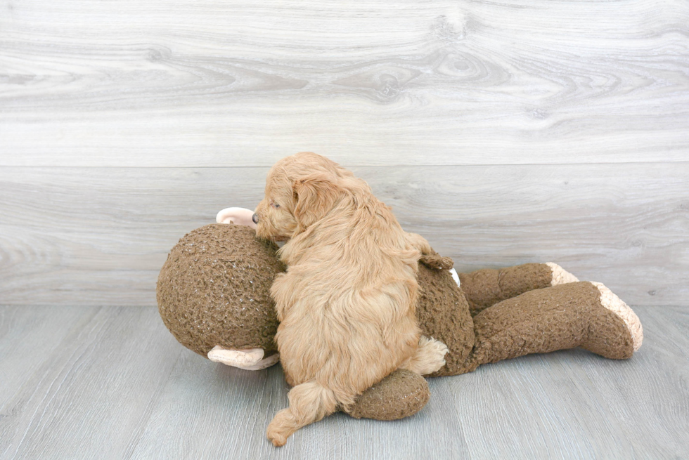 Mini Goldendoodle Puppy for Adoption