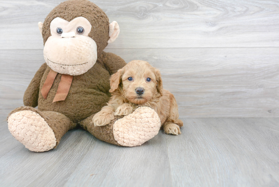 Best Mini Goldendoodle Baby