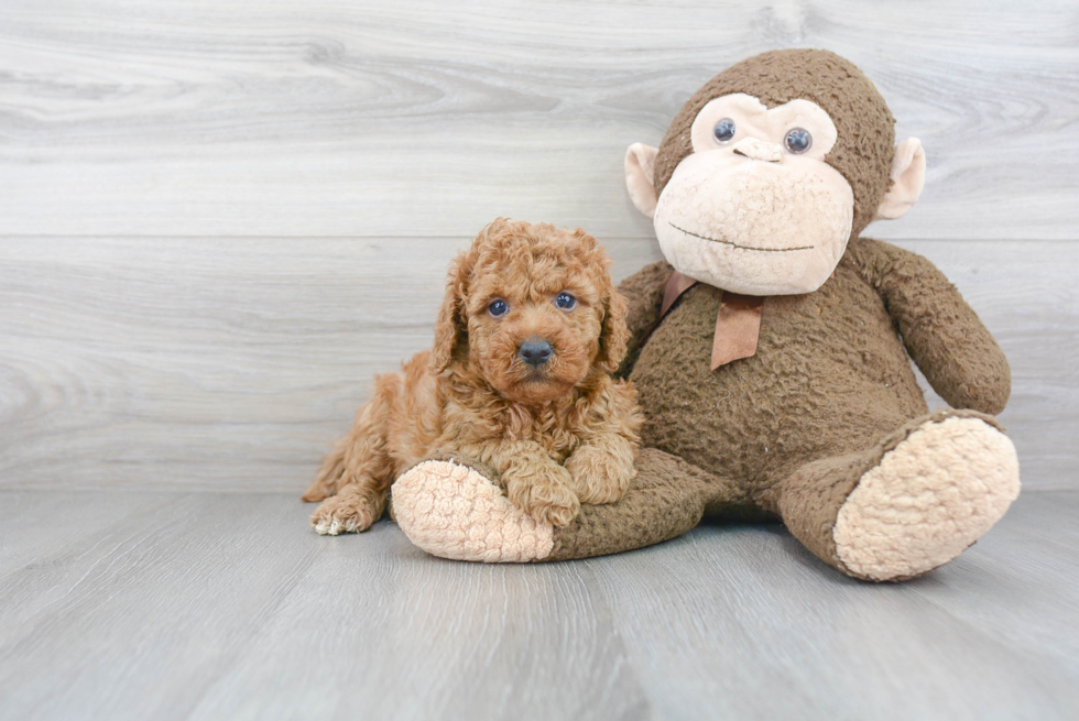 Happy Mini Goldendoodle Baby