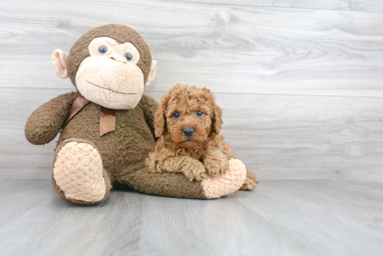 Energetic Golden Retriever Poodle Mix Puppy