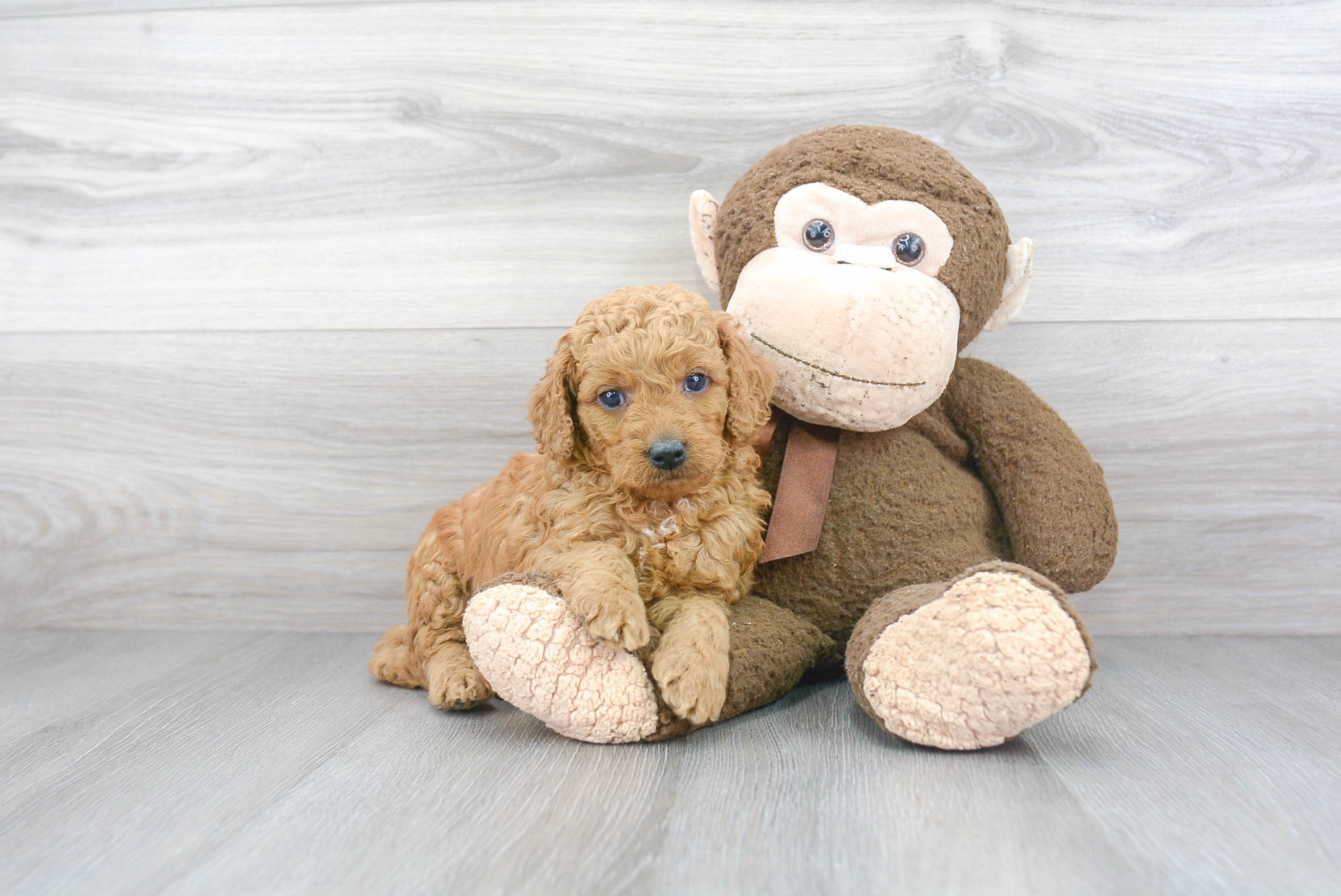 Cute Mini Goldendoodle Baby