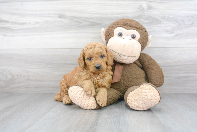 Cute Mini Goldendoodle Baby