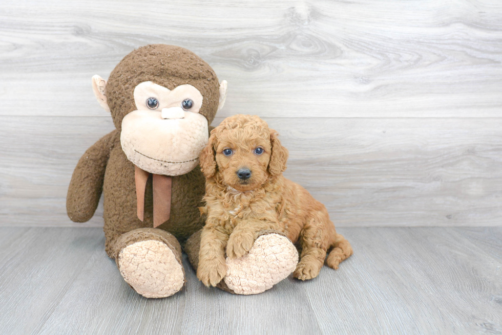 Mini Goldendoodle Pup Being Cute