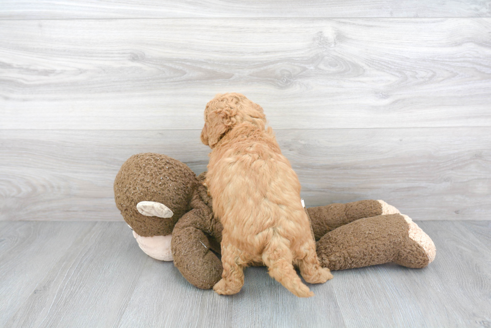 Mini Goldendoodle Puppy for Adoption