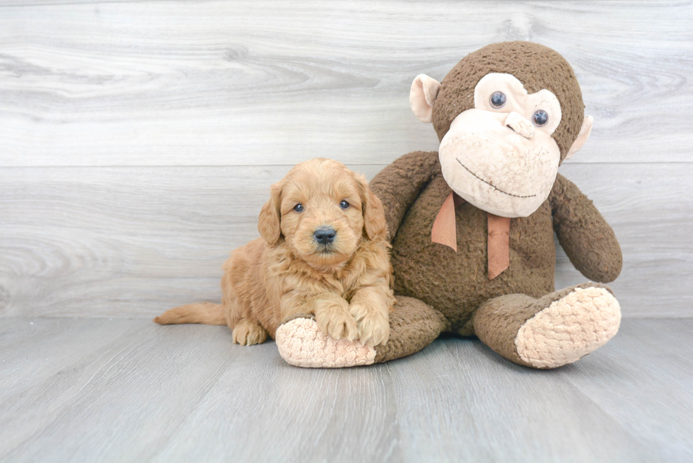 Popular Mini Goldendoodle Poodle Mix Pup