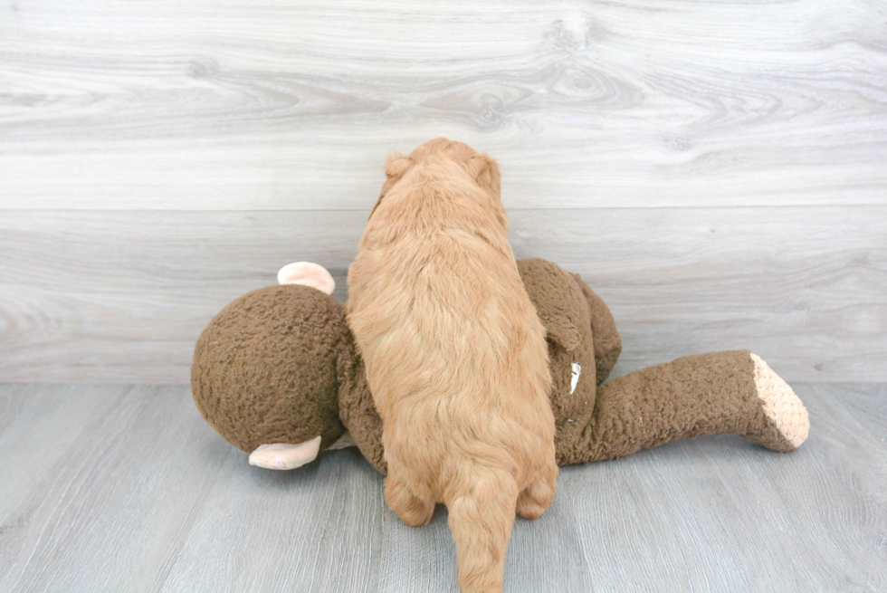 Best Mini Goldendoodle Baby