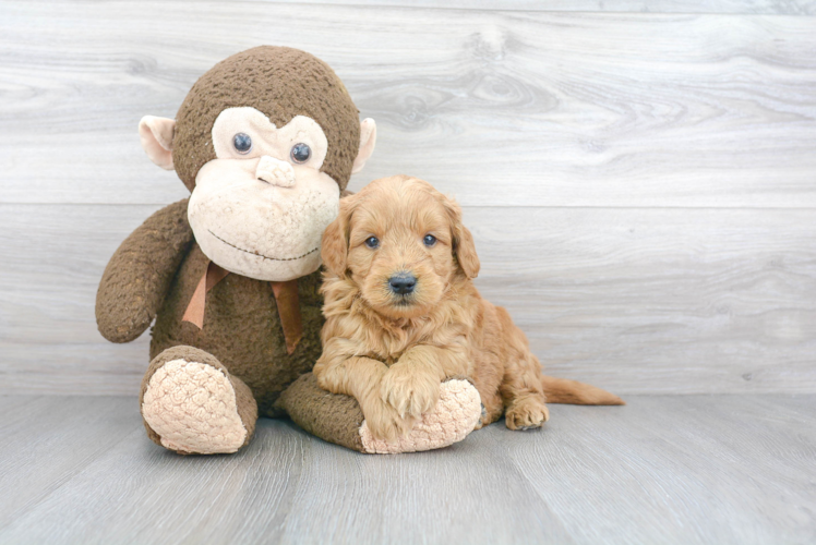 Adorable Golden Retriever Poodle Mix Puppy