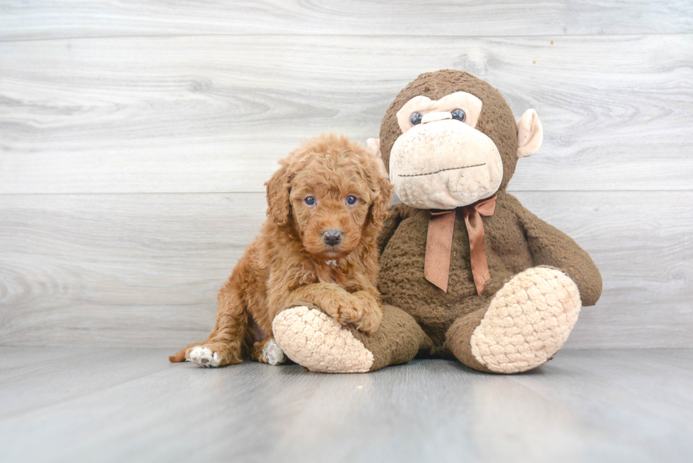 Mini Goldendoodle Pup Being Cute